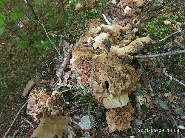 smrčok jedlý Morchella esculenta (L.) Pers.