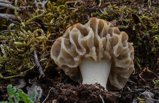 smrčok jedlý Morchella esculenta (L.) Pers.