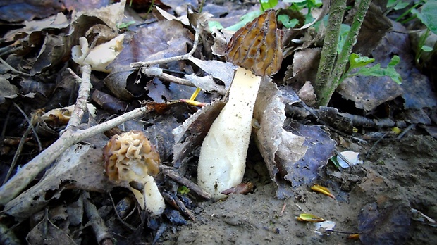 smrčok hybridný Morchella semilibera DC.