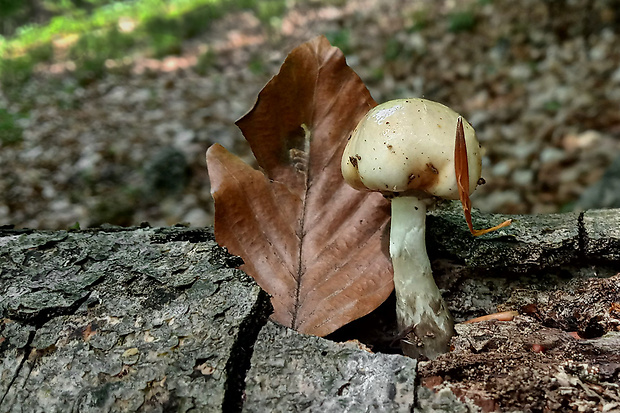 sliznačka obyčajná Mucidula mucida (Schrad.) Pat.