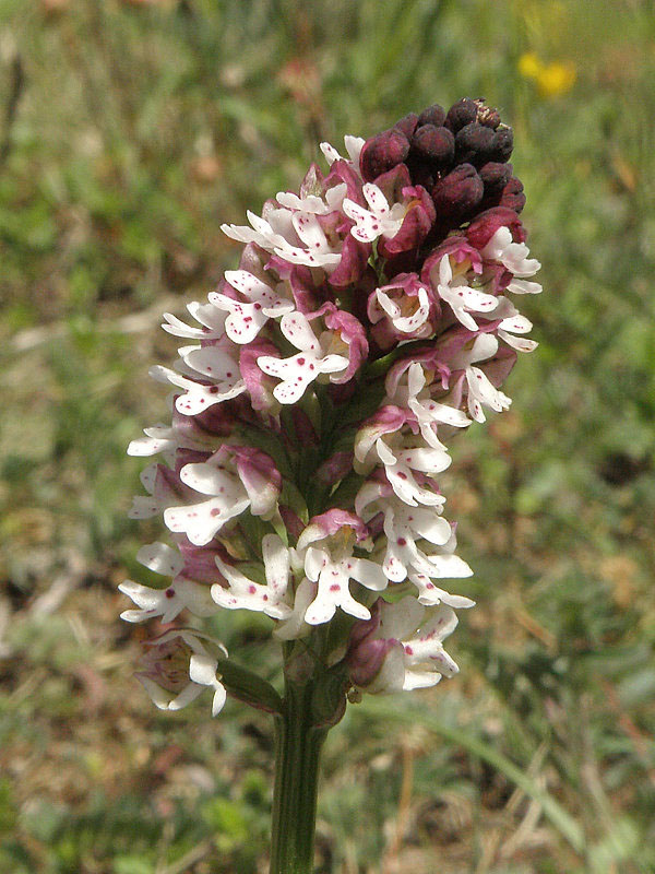 neotinea počerná pravá Neotinea ustulata subsp. ustulata (L.) R. M. Bateman, A. M. Pridgeon et M. W. Chase