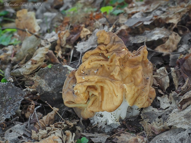 ušiak obrovský Gyromitra gigas (Krombh.) Cooke