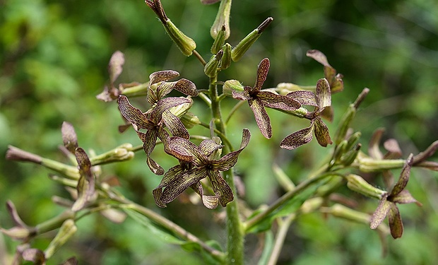 večernica smutná Hesperis tristis L.