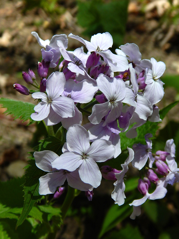 mesačnica trváca Lunaria rediviva L.