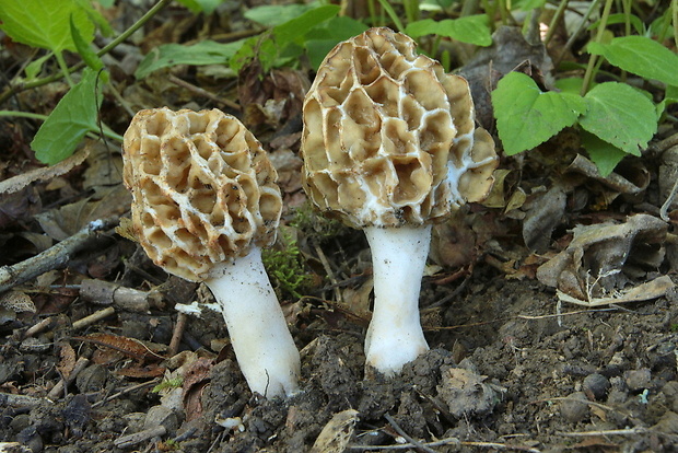 smrčok jedlý Morchella esculenta (L.) Pers.