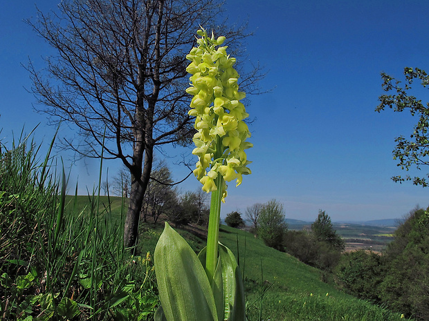 vstavač bledý Orchis pallens L.