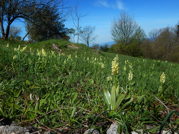 vstavač bledý Orchis pallens L.