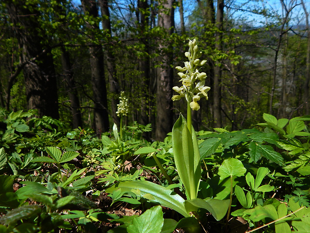 vstavač bledý Orchis pallens L.