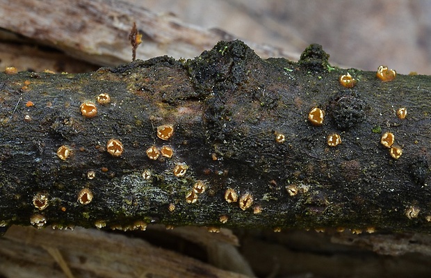 očko vŕbové Pezicula ocellata (Pers.) Seaver