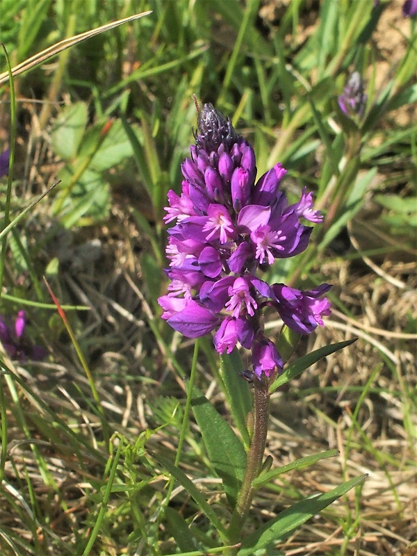 horčinka obyčajná Polygala vulgaris L.