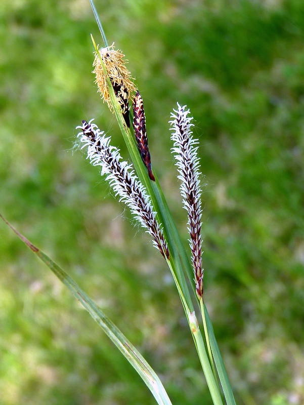 ostrica Carex sp.