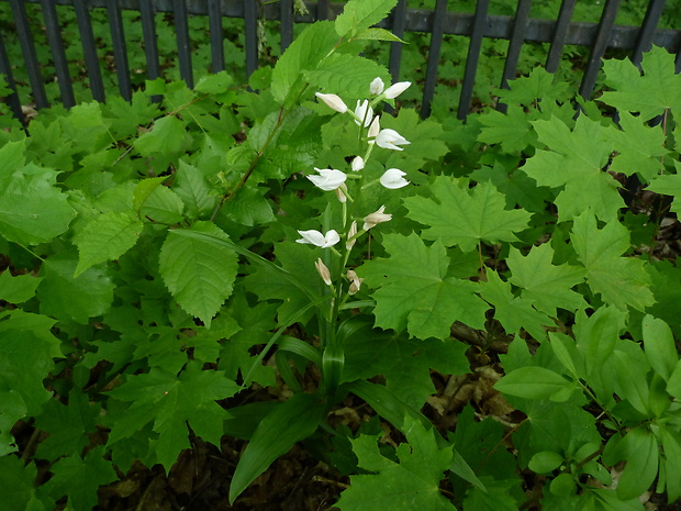 prilbovka dlholistá Cephalanthera longifolia (L.) Fritsch