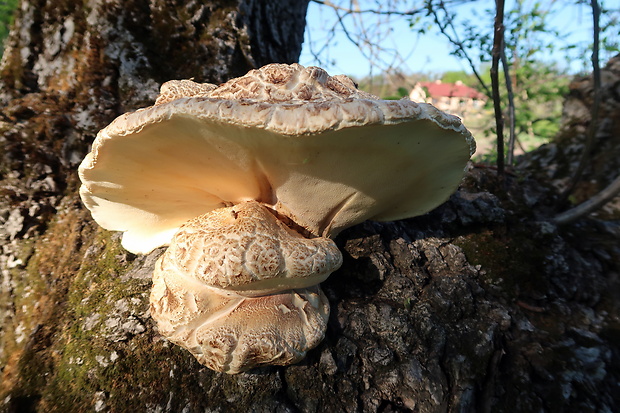 trúdnik šupinatý Cerioporus squamosus (Huds.) Quél.