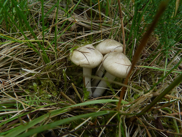 hodvábnica jarná Entoloma clypeatum (L.) P. Kumm.