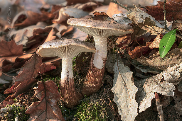 šťavnačka Persoonova Hygrophorus persoonii Arnolds