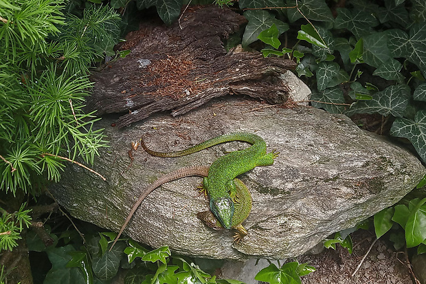 jašterica zelená  Lacerta viridis