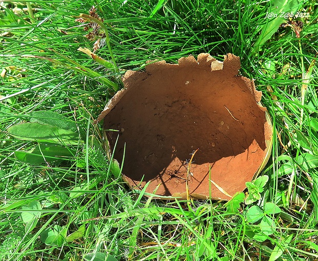 rozpadavec dlabaný Lycoperdon utriforme Bull.