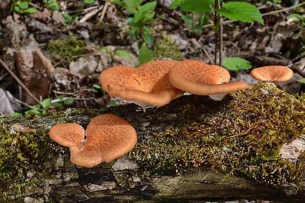 trúdnik veľkopórový Neofavolus alveolaris (DC.) Sotome & T. Hatt.