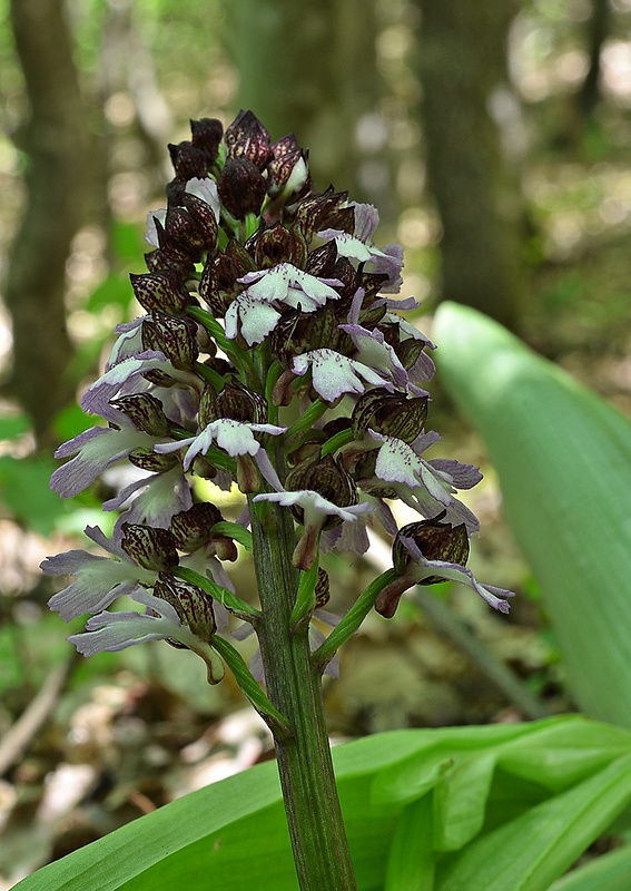 vstavač purpurový Orchis purpurea Huds.