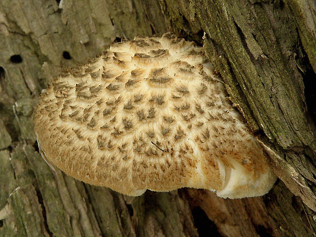 húževnatec tigrovaný Lentinus tigrinus (Bull.) Fr.