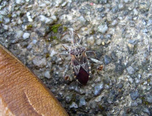 vroubenka americká Leptoglossus occidentalis