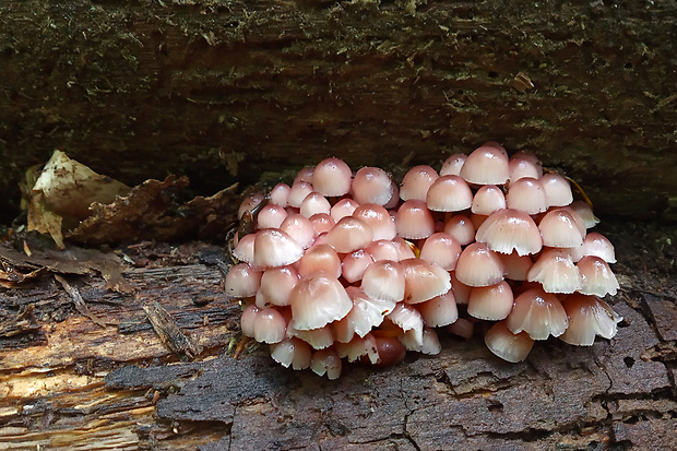 prilbička žltohlúbiková Mycena renati Quél.