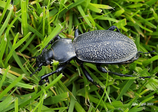 bystruška kožovitá Carabus coriaceus  Linnaeus, 1758