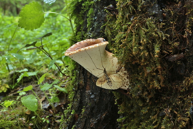 trúdnik šupinatý Cerioporus squamosus (Huds.) Quél.