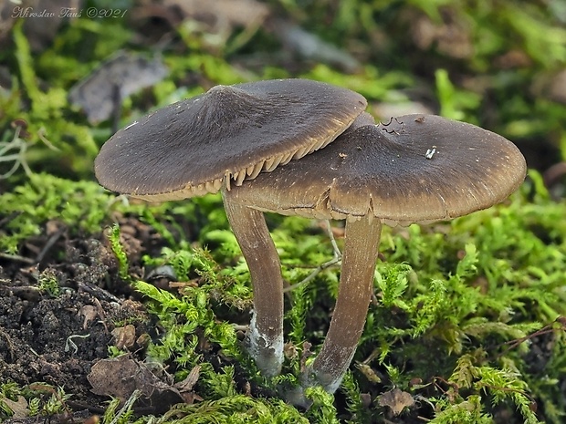 hodvábnica včasná Entoloma vernum S. Lundell