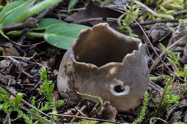 chriapač sosnový Helvella leucomelaena (Pers.) Nannf.