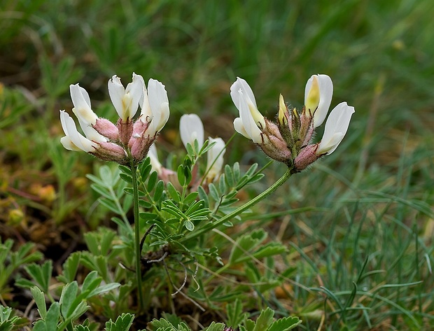 kozinec mechúrikatý belavý Astragalus vesicarius subsp. albidus (Waldst. et Kit.) Braun-Blanq.