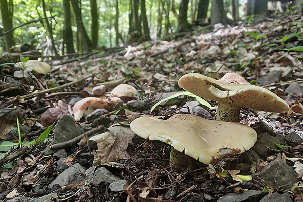 čírovnica májová Calocybe gambosa (Fr.) Donk