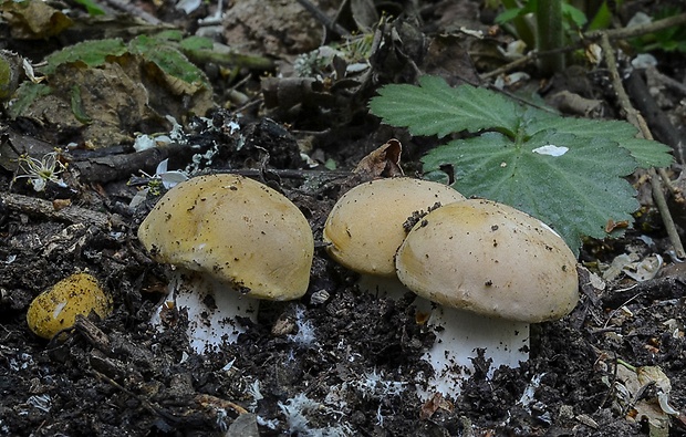 čírovnica májová Calocybe gambosa (Fr.) Donk