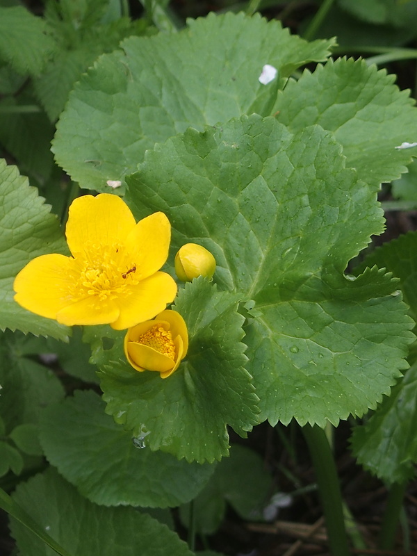 záružlie močiarne Caltha palustris L.