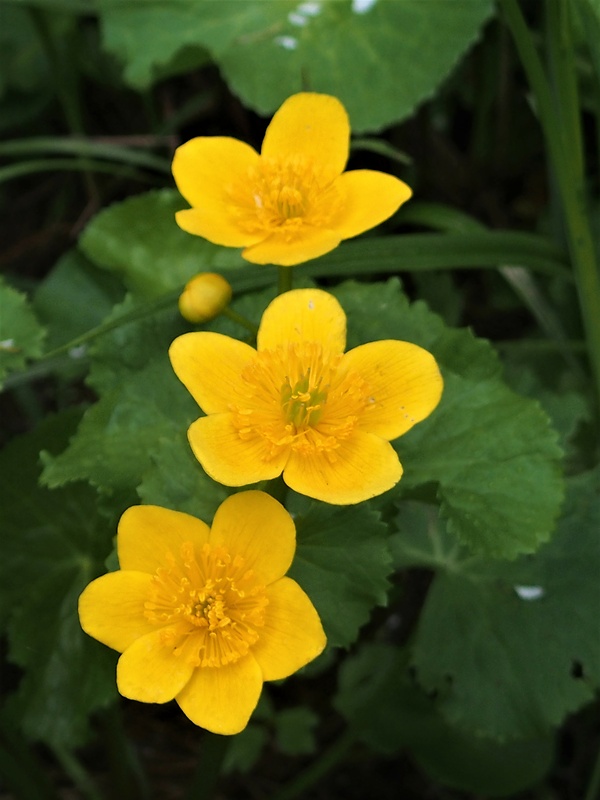 záružlie močiarne Caltha palustris L.