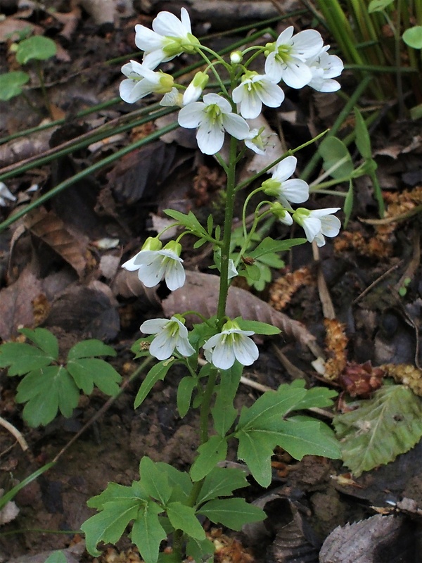 žerušnica horká Cardamine amara L.