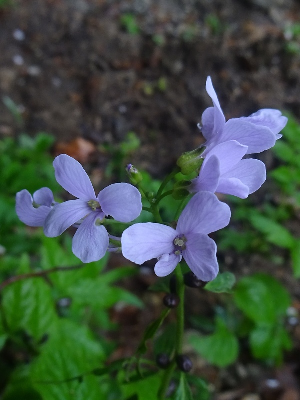 zubačka cibuľkonosná Dentaria bulbifera L.