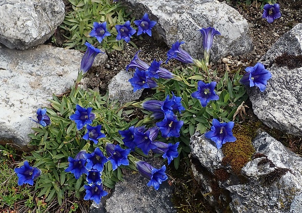 horec clusiov Gentiana clusii Perr. et Songeon