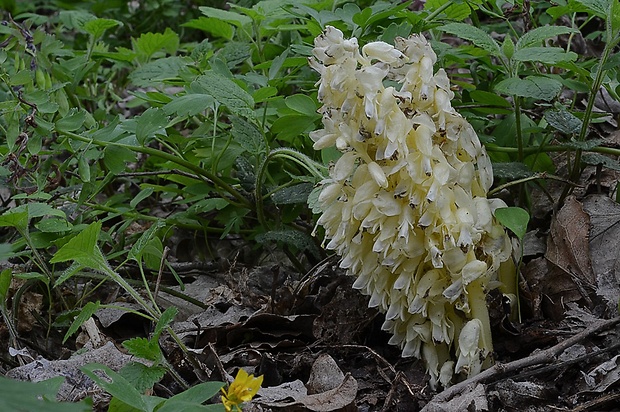 zubovník šupinatý Lathraea squamaria L.