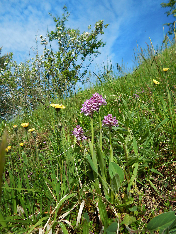 neotinea trojzubá Neotinea tridentata (Scop.) R. M. Bateman, Pridceon et M. W. Chase