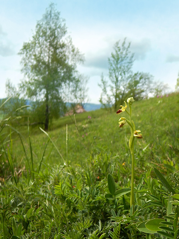 hmyzovník pavúkovitý Ophrys sphegodes Mill.