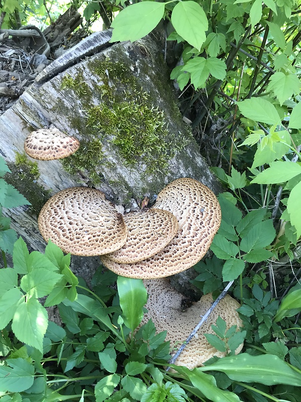 neidentifikovaná rastlina  Neidentifikovane