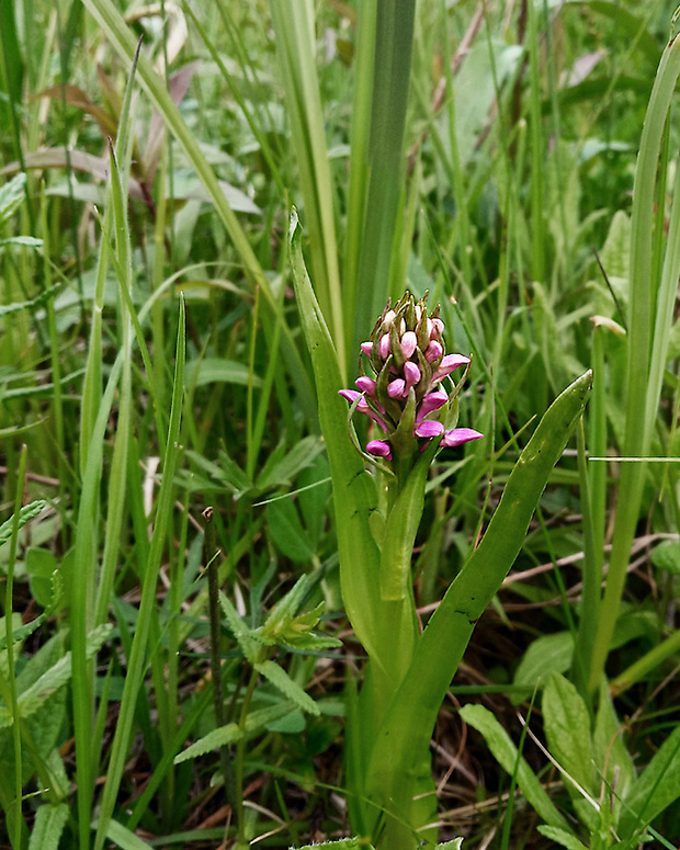 červenohlav močiarny úhľadný Anacamptis palustris subsp. elegans (Heuffel) R.M. Bateman, A.M. Pridgeon & M.W. Chase