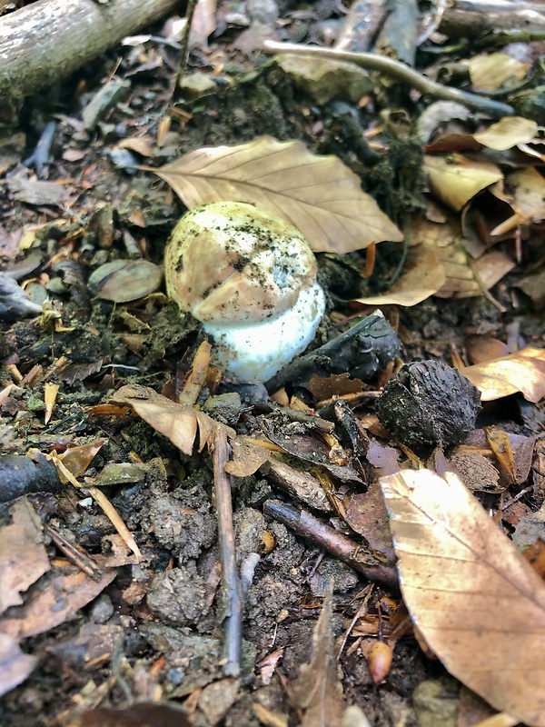 hríb sosnový Boletus pinophilus Pil. et Dermek in Pil.