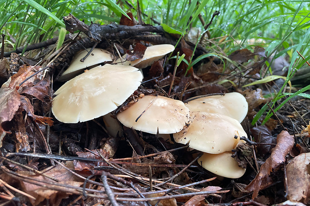 čírovnica májová Calocybe gambosa (Fr.) Donk