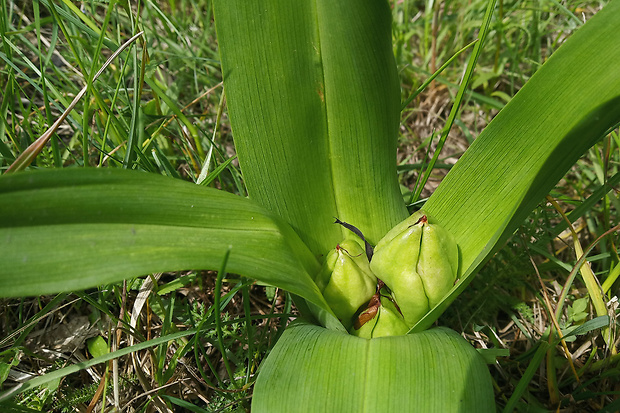 jesienka obyčajná Colchicum autumnale