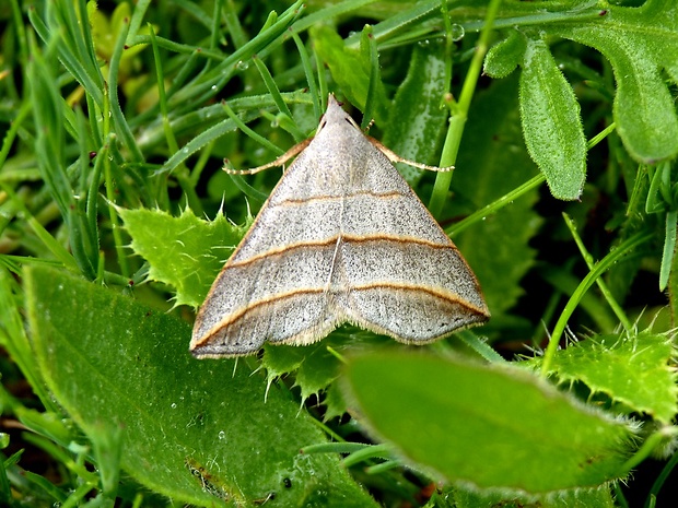 pamora vŕbová Colobochyla salicalis