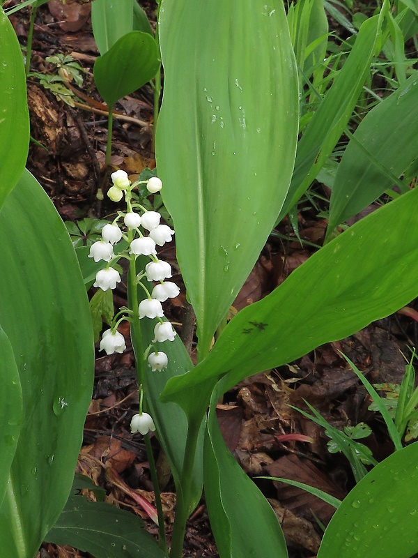 konvalinka voňavá Convallaria majalis L.