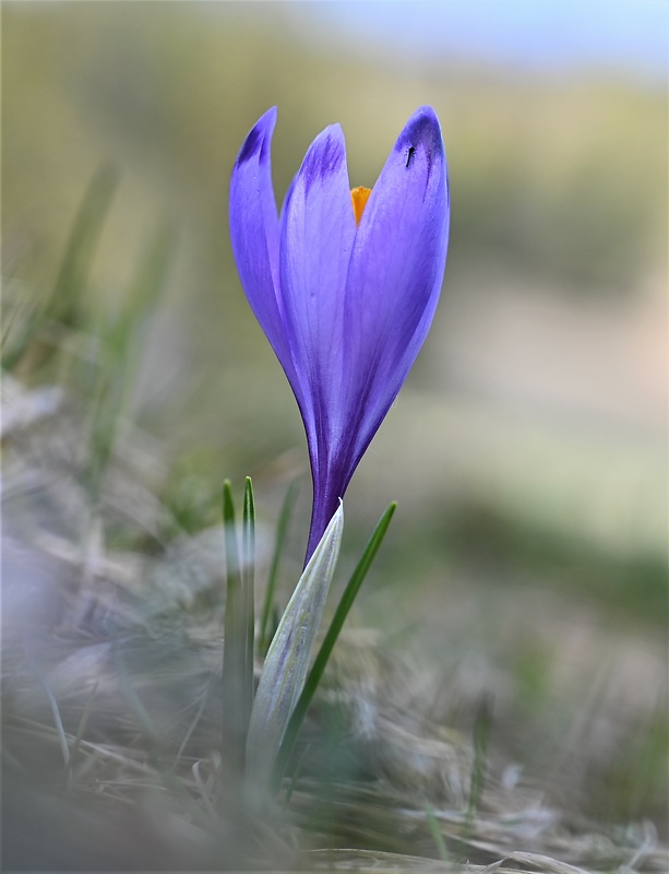 šafran spišský Crocus discolor G. Reuss