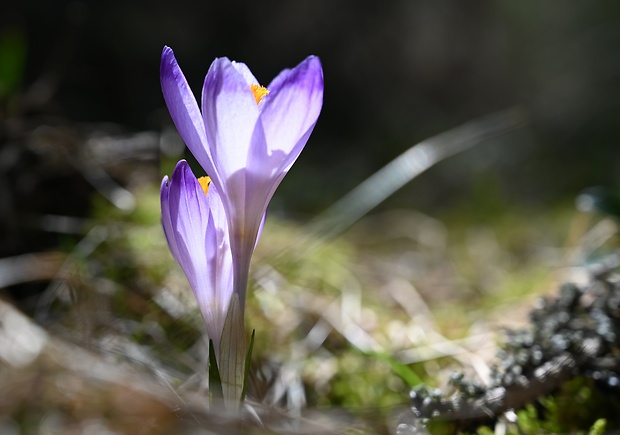 šafran spišský Crocus discolor G. Reuss